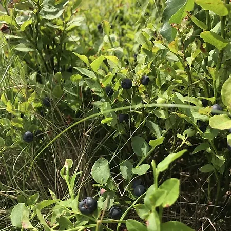 Dom Kawa Na Kotarzu * Brenna