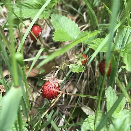 Dom Kawa Na Kotarzu 別荘 *