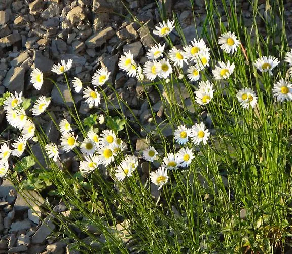 Holiday home Dom Kawa Na Kotarzu *