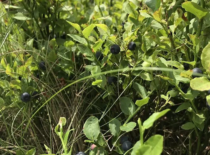 Dom Kawa Na Kotarzu * Brenna