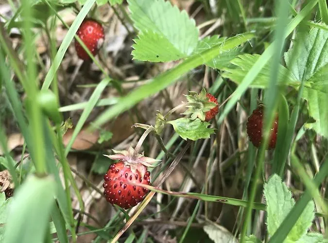 Dom Kawa Na Kotarzu Holiday home *